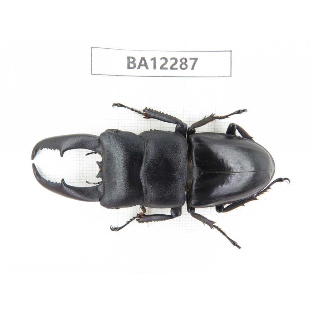 Dorcus titanus ssp. China, Guizhou, Qiandongnan area, Mt.Leigongshan.1M. BA12287.
