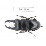 Dorcus titanus ssp. China, Guizhou, Qiandongnan area, Mt.Leigongshan.1M. BA12287.