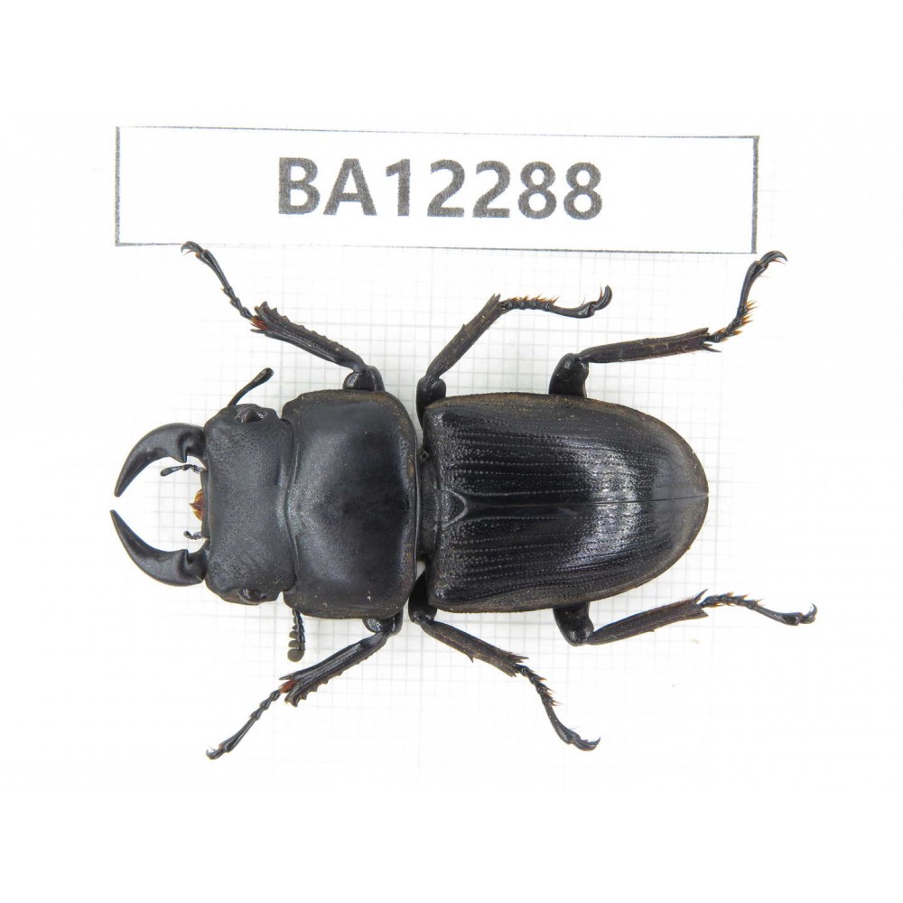 Dorcus sp. China, Guizhou, Qiandongnan area, Mt.Leigongshan.1M. BA12288.
