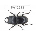 Dorcus sp. China, Guizhou, Qiandongnan area, Mt.Leigongshan.1M. BA12288.