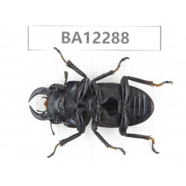Dorcus sp. China, Guizhou, Qiandongnan area, Mt.Leigongshan.1M. BA12288.