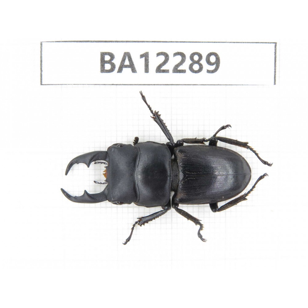 Dorcus sp. China, Guizhou, Qiandongnan area, Mt.Leigongshan.1M. BA12289.