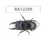 Dorcus sp. China, Guizhou, Qiandongnan area, Mt.Leigongshan.1M. BA12289.
