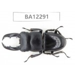 Dorcus titanus ssp. China, Guizhou, Qiandongnan area, Mt.Leigongshan.1M. BA12291.