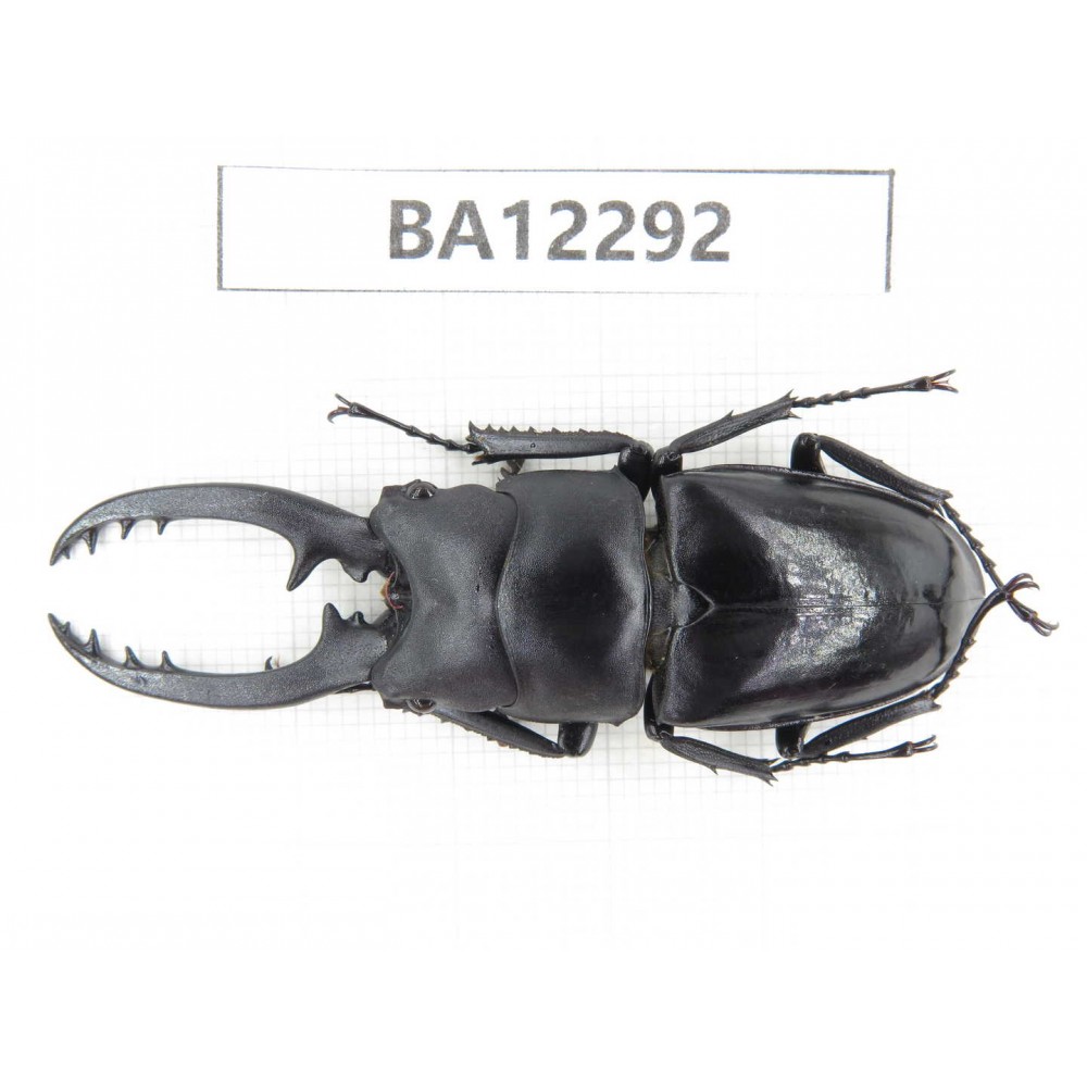 Prosopocoilus sp. China, Guizhou, Qiandongnan area, Mt.Leigongshan.1M. BA12292.