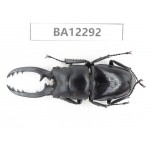Prosopocoilus sp. China, Guizhou, Qiandongnan area, Mt.Leigongshan.1M. BA12292.