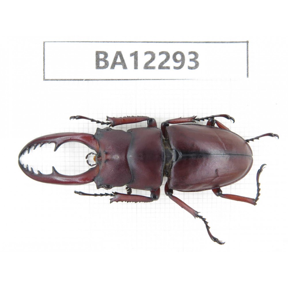 Prosopocoilus sp. China, Guizhou, Qiandongnan area, Mt.Leigongshan.1M. BA12293.