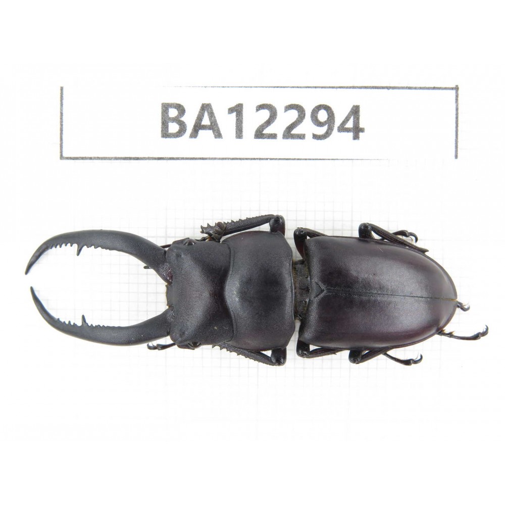 Prosopocoilus sp. China, Guizhou, Qiandongnan area, Mt.Leigongshan.1M. BA12294.