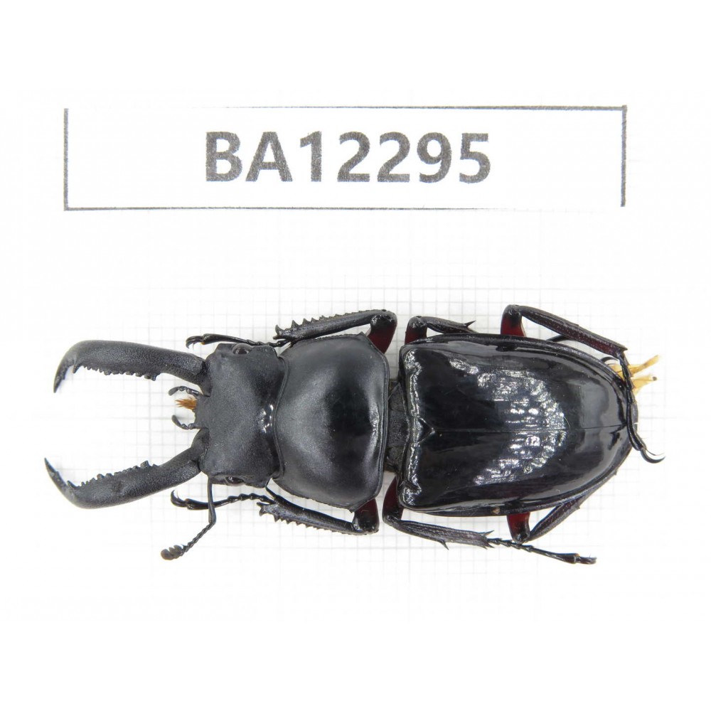 Pseudorhaetus sinicus. China, Guizhou, Qiandongnan area, Mt.Leigongshan.1M. BA12295.