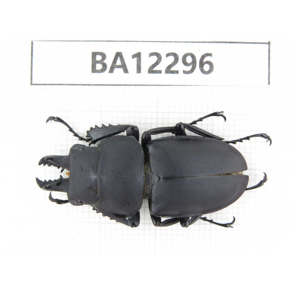 Neolucanus sp. China, Guizhou, Qiandongnan area, Mt.Leigongshan.1M. BA12296.
