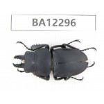 Neolucanus sp. China, Guizhou, Qiandongnan area, Mt.Leigongshan.1M. BA12296.