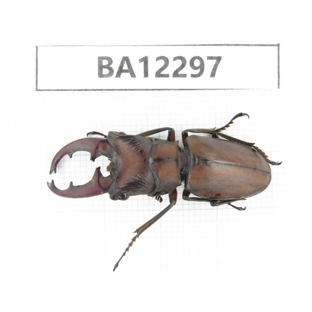 Cyclommathus sp. China, Guizhou, Qiandongnan area, Mt.Leigongshan.1M. BA12297.