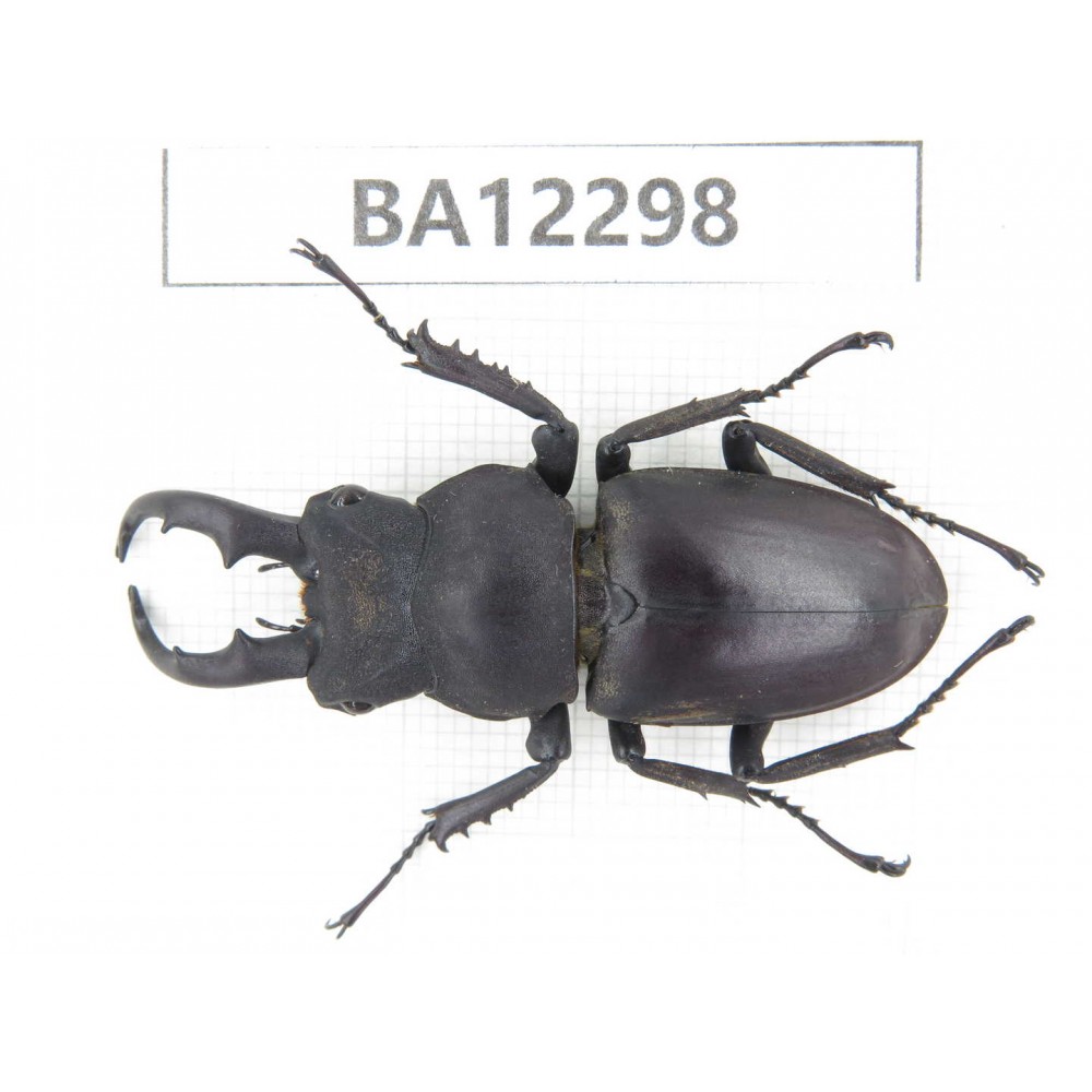 Kirchnerius guangxii. China, Guizhou, Qiandongnan area, Mt.Leigongshan.1M. BA12298.