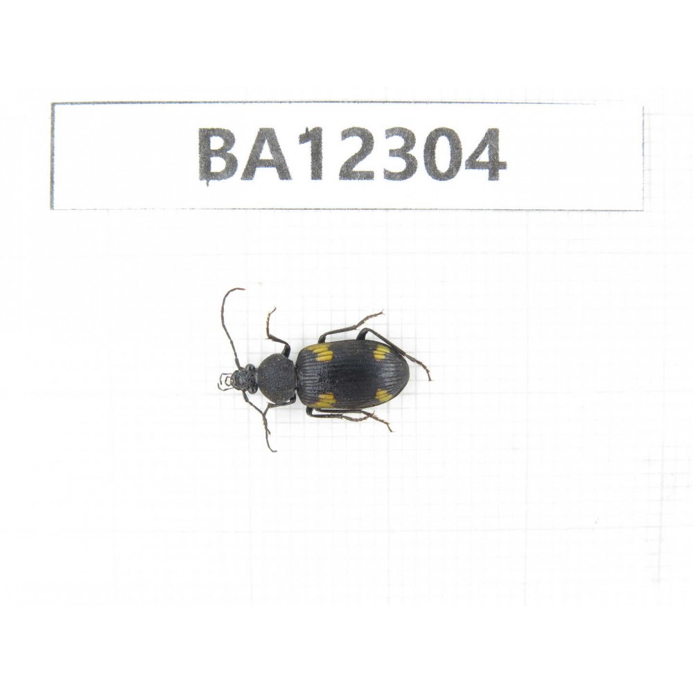 Carabidae sp. China,  Guizhou, Qiandongnan area, Mt.Leigongshan. 1Pcs. BA12304.