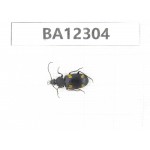 Carabidae sp. China,  Guizhou, Qiandongnan area, Mt.Leigongshan. 1Pcs. BA12304.