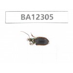 Carabidae sp. China,  Guizhou, Qiandongnan area, Mt.Leigongshan. 1Pcs. BA12305.