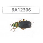 Carabidae sp. China,  Guizhou, Qiandongnan area, Mt.Leigongshan. 1Pcs. BA12306.
