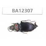 Carabidae sp. China,  Guizhou, Qiandongnan area, Mt.Leigongshan. 1Pcs. BA12307.