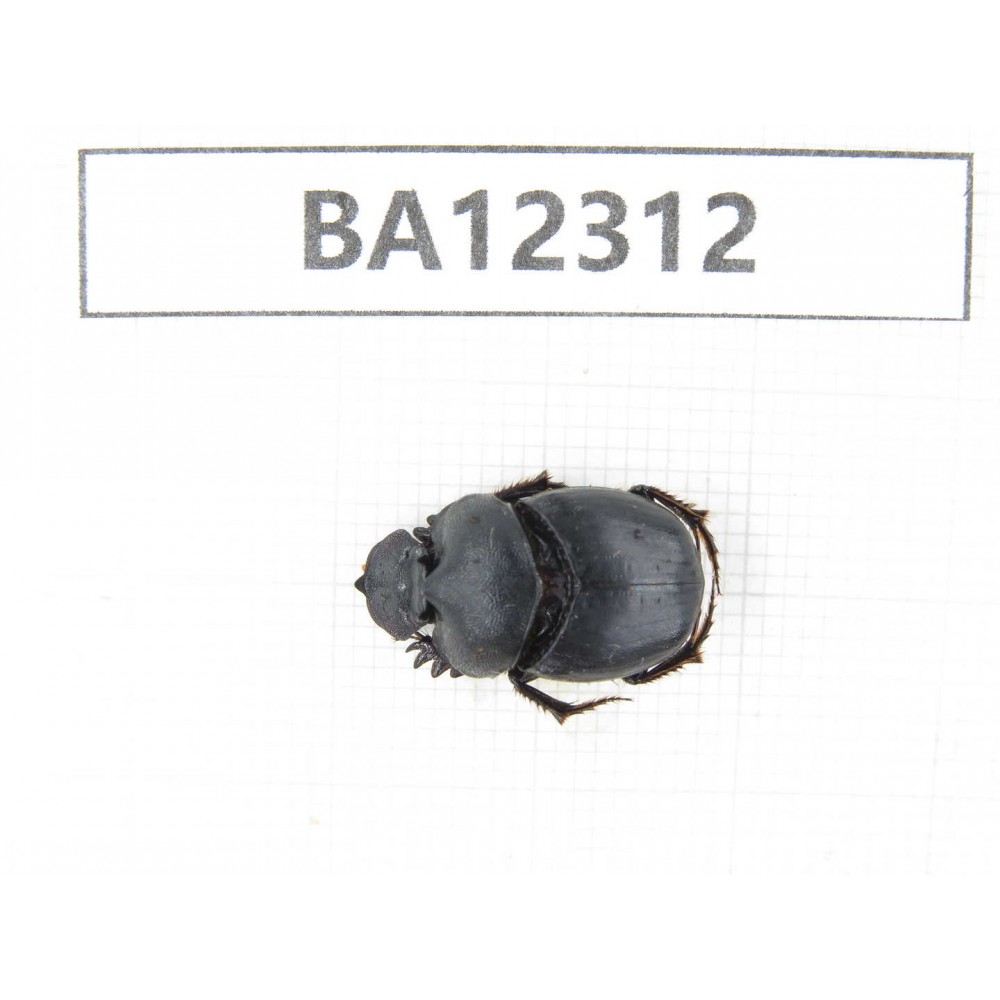 Geotrupidae sp. China, Guizhou, Qiandongnan area, Mt.Leigongshan. 1Pcs. BA12312.