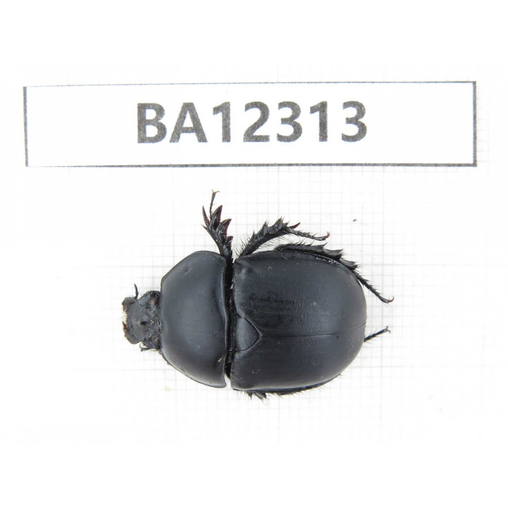 Geotrupidae sp. China, Guizhou, Qiandongnan area, Mt.Leigongshan. 1Pcs. BA12313.