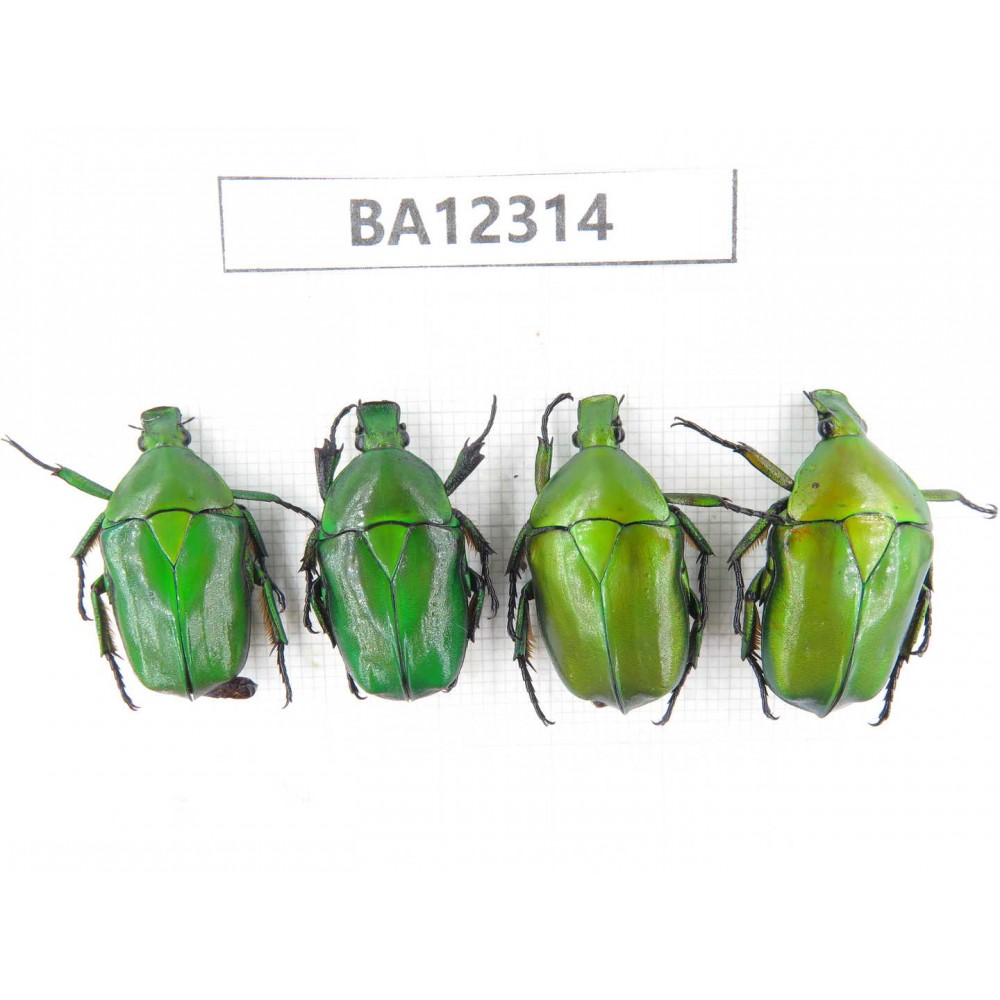 Cetoniidae sp. China, Guizhou, Bijie, Jinsha county. 4Pcs. BA12314.
