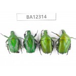 Cetoniidae sp. China, Guizhou, Bijie, Jinsha county. 4Pcs. BA12314.