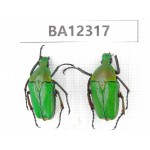 Cetoniidae sp. China, Guizhou, Bijie, Jinsha county. 2Pcs. BA12317.
