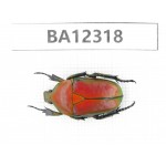 Cetoniidae sp. China, Guizhou, Bijie, Jinsha county. 1Pcs. BA12318.