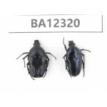 Cetoniidae sp. China, Guizhou, Bijie, Jinsha county. 2Pcs. BA12320.