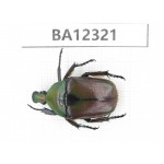 Cetoniidae sp. China, Guizhou, Bijie, Jinsha county. 1Pcs. BA12321.