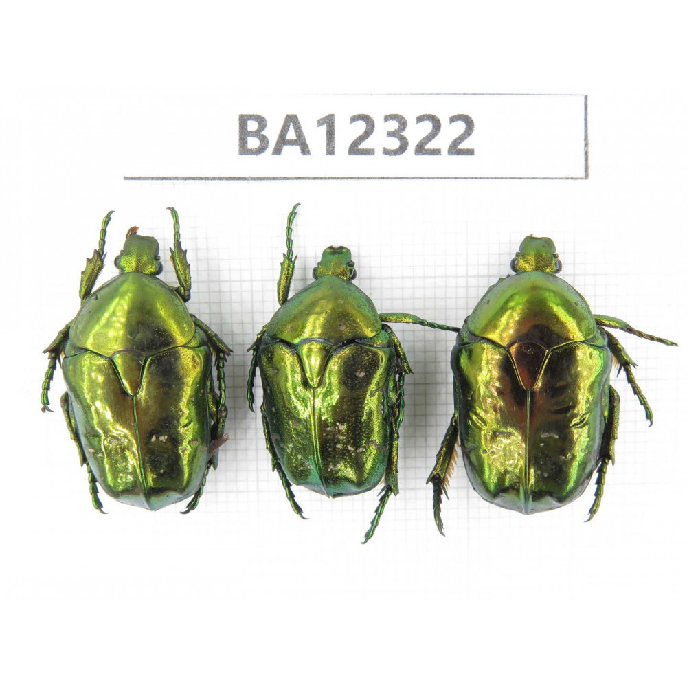 Cetoniidae sp. China, Guizhou, Bijie, Jinsha county. 3Pcs. BA12322.