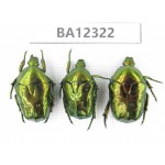 Cetoniidae sp. China, Guizhou, Bijie, Jinsha county. 3Pcs. BA12322.