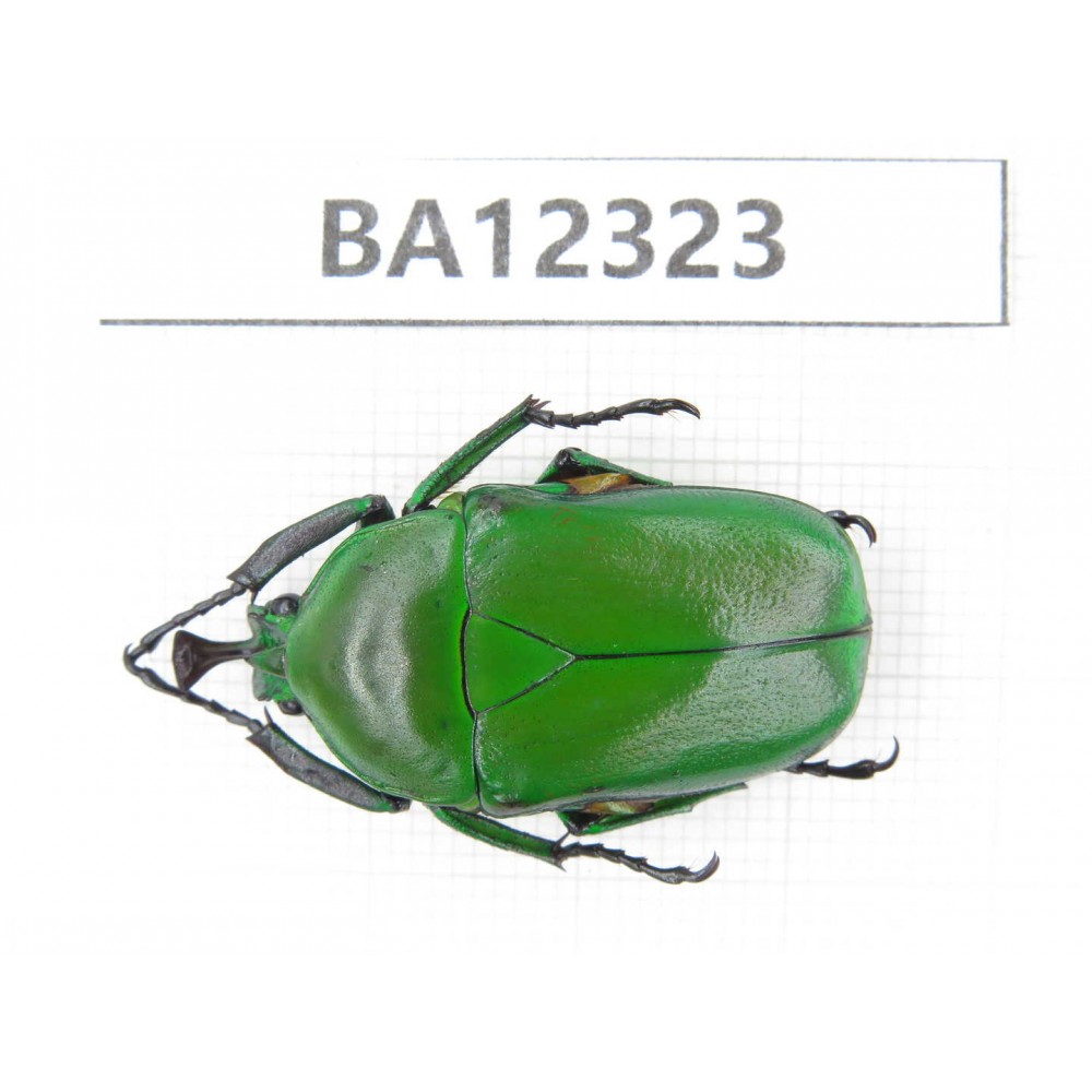 Cetoniidae sp. China, Guizhou, Bijie, Jinsha county. 1Pcs. BA12323.