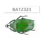 Cetoniidae sp. China, Guizhou, Bijie, Jinsha county. 1Pcs. BA12323.