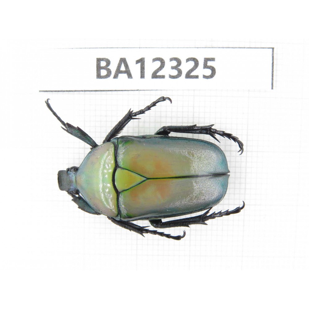 Cetoniidae sp. China, Guizhou, Bijie, Jinsha county. 1Pcs. BA12325.