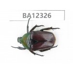 Cetoniidae sp. China, Guizhou, Bijie, Jinsha county. 1Pcs. BA12326.