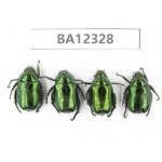 Rutelidae sp. China, Guizhou, Bijie, Jinsha county. 4Pcs. BA12328.