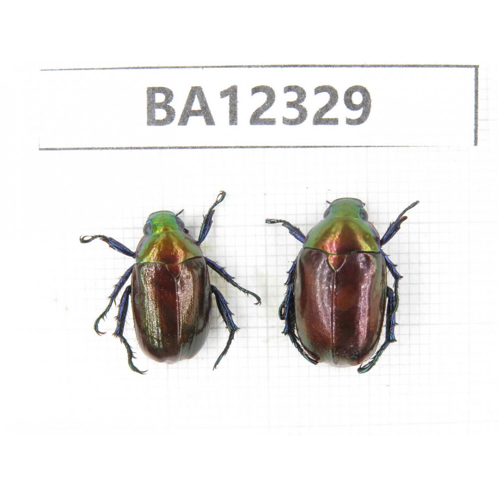 Rutelidae sp. China, Guizhou, Bijie, Jinsha county. 2Pcs. BA12329.