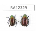 Rutelidae sp. China, Guizhou, Bijie, Jinsha county. 2Pcs. BA12329.