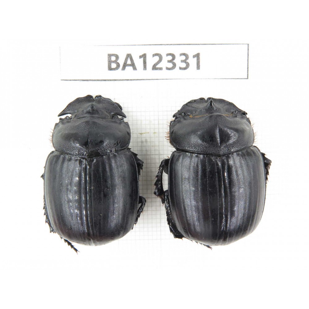 Geotrupidae sp. China, Guizhou, Bijie, Jinsha county. 2Pcs. BA12331.