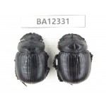 Geotrupidae sp. China, Guizhou, Bijie, Jinsha county. 2Pcs. BA12331.
