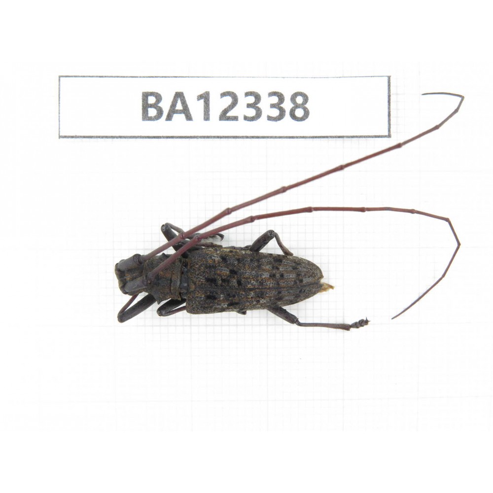 Cerambycidae sp. China, Guizhou, Bijie, Jinsha county. 1Pcs. BA12338.