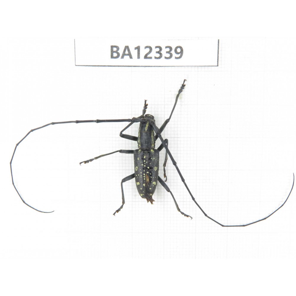 Cerambycidae sp. China, Guizhou, Bijie, Jinsha county. 1M. BA12339.