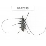 Cerambycidae sp. China, Guizhou, Bijie, Jinsha county. 1M. BA12339.