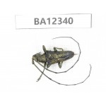 Cerambycidae sp. China, Guizhou, Bijie, Jinsha county. 1Pcs. BA12340.