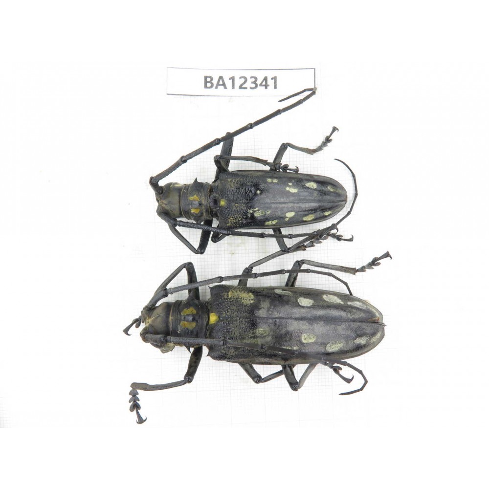 Cerambycidae sp. China, Guizhou, Bijie, Jinsha county. 1P. BA12341.