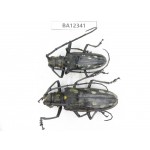Cerambycidae sp. China, Guizhou, Bijie, Jinsha county. 1P. BA12341.