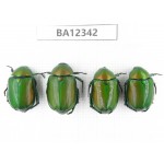 Rutelidae sp. China, Guizhou, Qiandongnan, Rongjiang county. 4Pcs. BA12342.