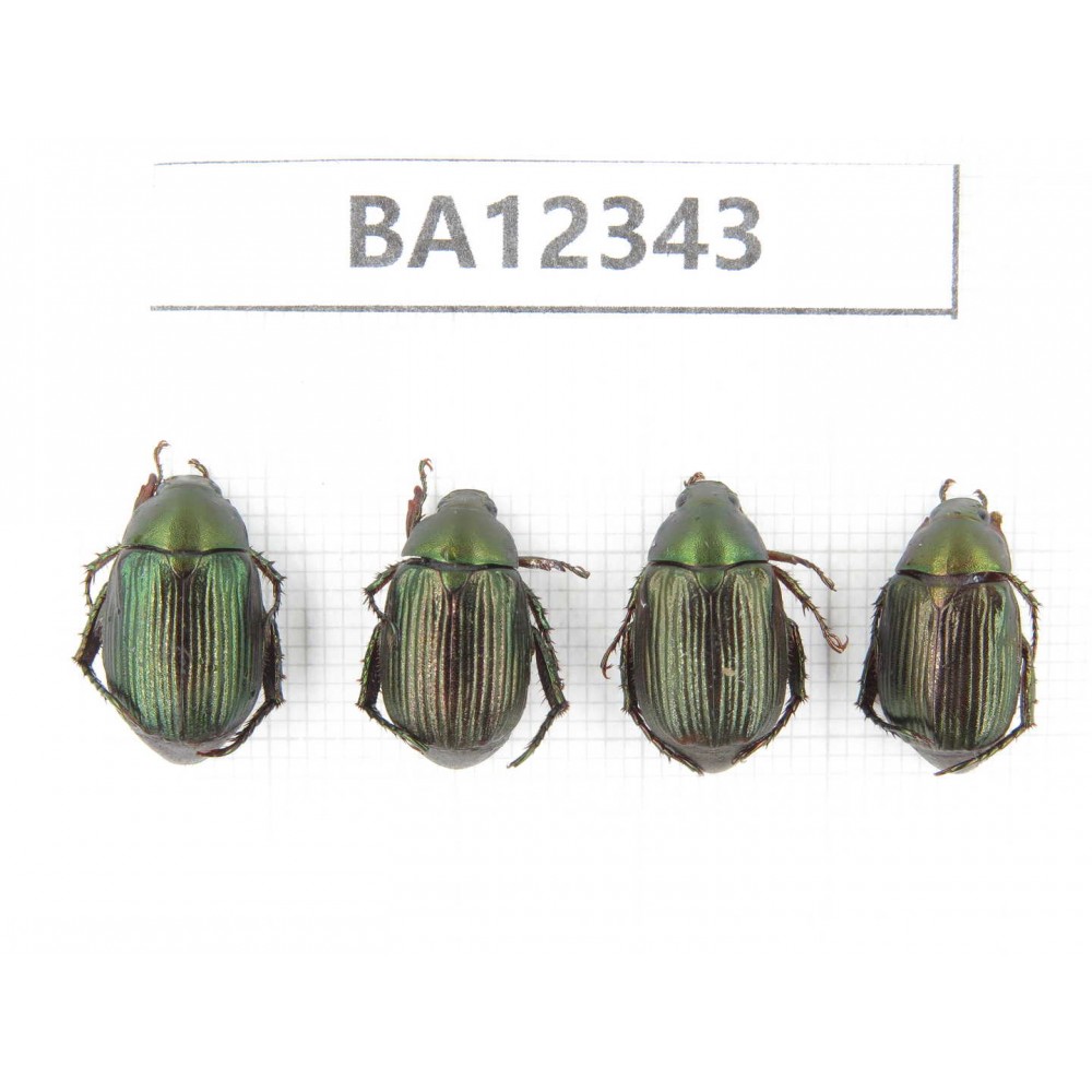 Rutelidae sp. China, Guizhou, Qiandongnan, Rongjiang county. 4Pcs. BA12343.