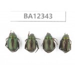 Rutelidae sp. China, Guizhou, Qiandongnan, Rongjiang county. 4Pcs. BA12343.